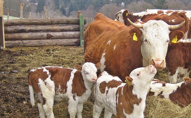 Внаслідок масованої атаки шахедів на Нововодолажчині постраждали понад півсотні тварин на порталі Gromada Group