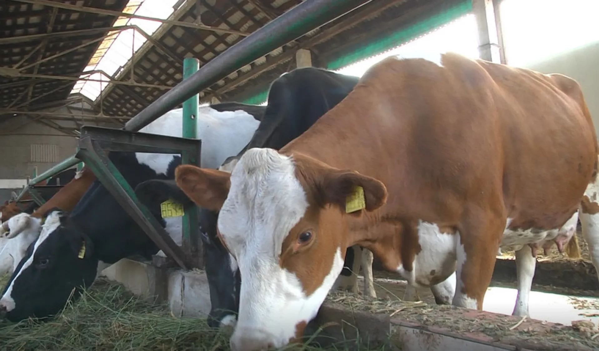 Фото ілюстративне На Харківшині російські шахеди вбили 22 корівок на порталі Gromada Group