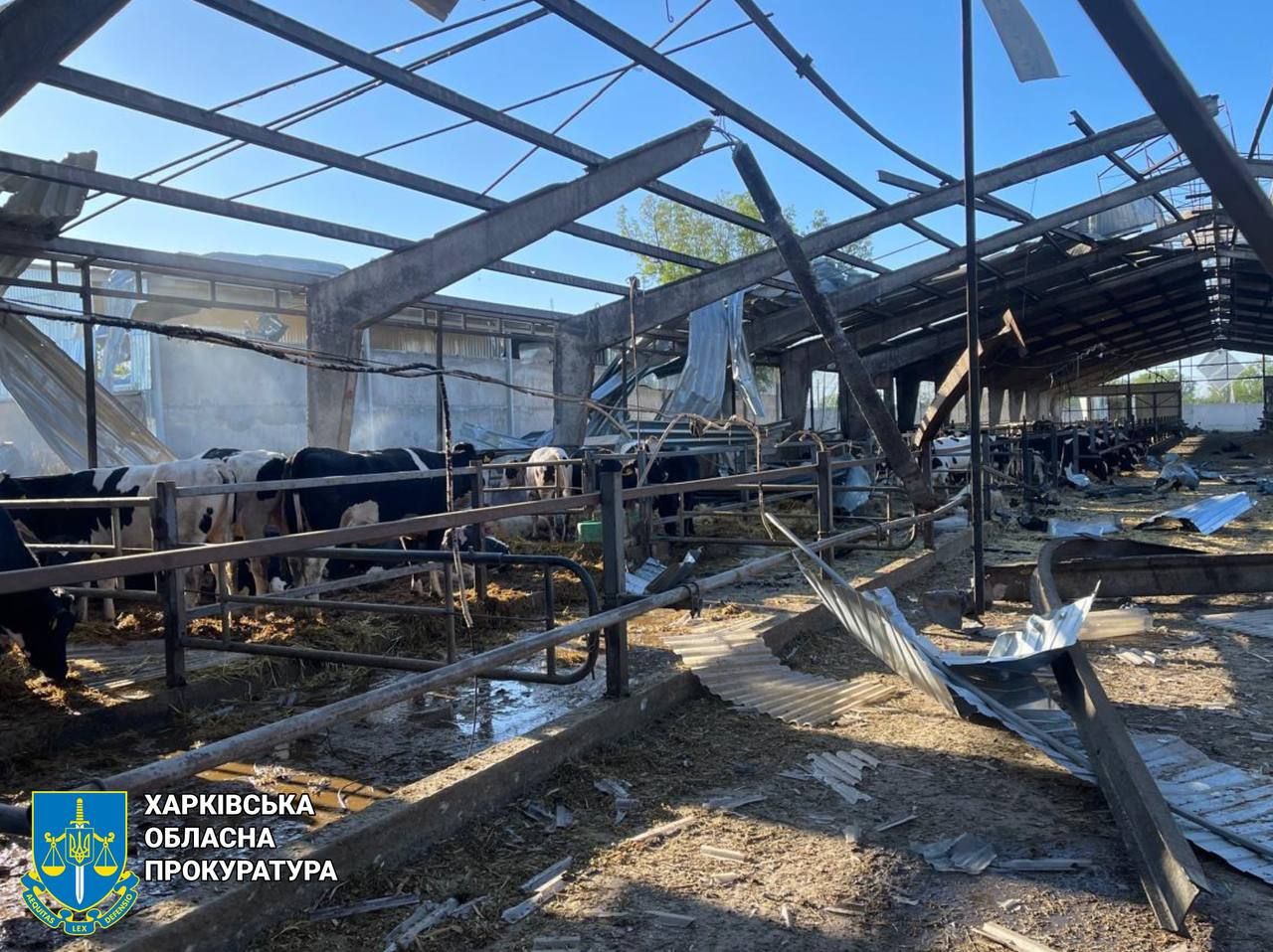 At least 100 cows died tonight on a farm in Mokra Rokytna at the Gromada Group Media