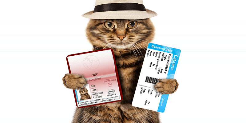 Джерело: Держпродспоживслужба Що потрібно передбачити для подорожі з домашнім улюбленцем за кордон на порталі Gromada Group