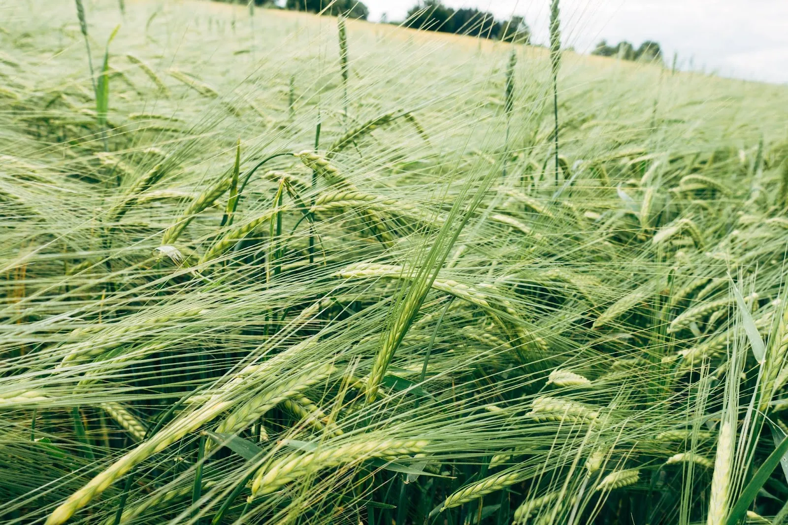 A closed agricultural company accounts for 2.5 new at the Gromada Group Media
