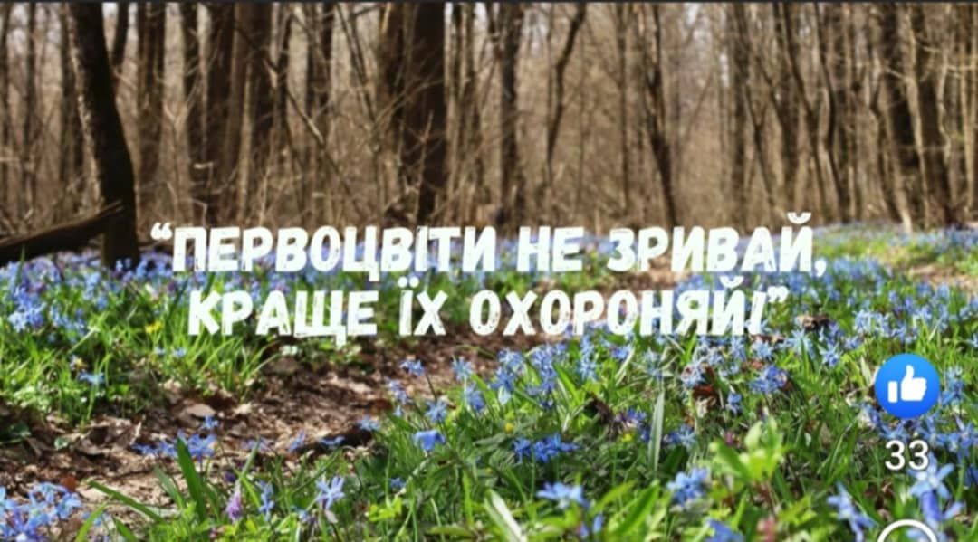 Скриншот з відео и «Первоцвіти не зривай – краще їх охороняй»: НПП "Слобожанський" спільно з учнями Краснокутського ліцею створили екологічну казку на порталі Gromada Group