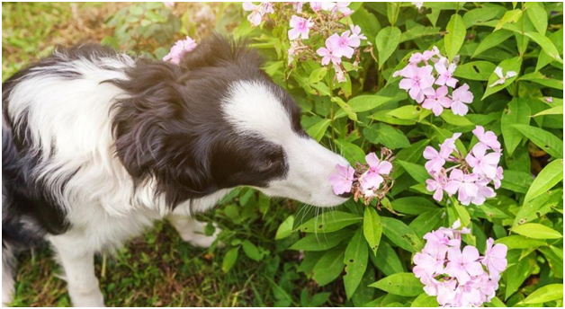 «Збирається висаджувати свої квіти на тому ж місці»: про Зінаїду Миколаївну з Липців розповіли у медіа «Думка» на порталі Gromada Group