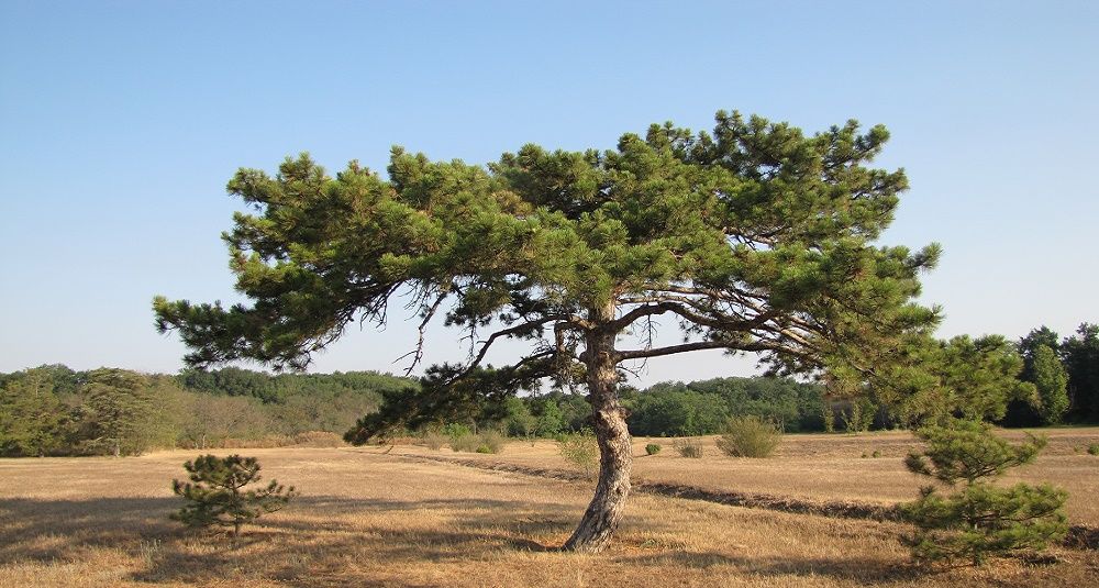 Людям — свято, ялинкам — ліс! на порталі Gromada Group